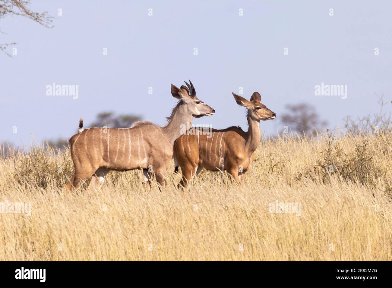 Greater Kudu (Tragelaphus strepsiceros) young sub-adult, cow and bull, Kgalagadi Transfrontier Park, Kalahari, Northern Cape, South Africa Stock Photo