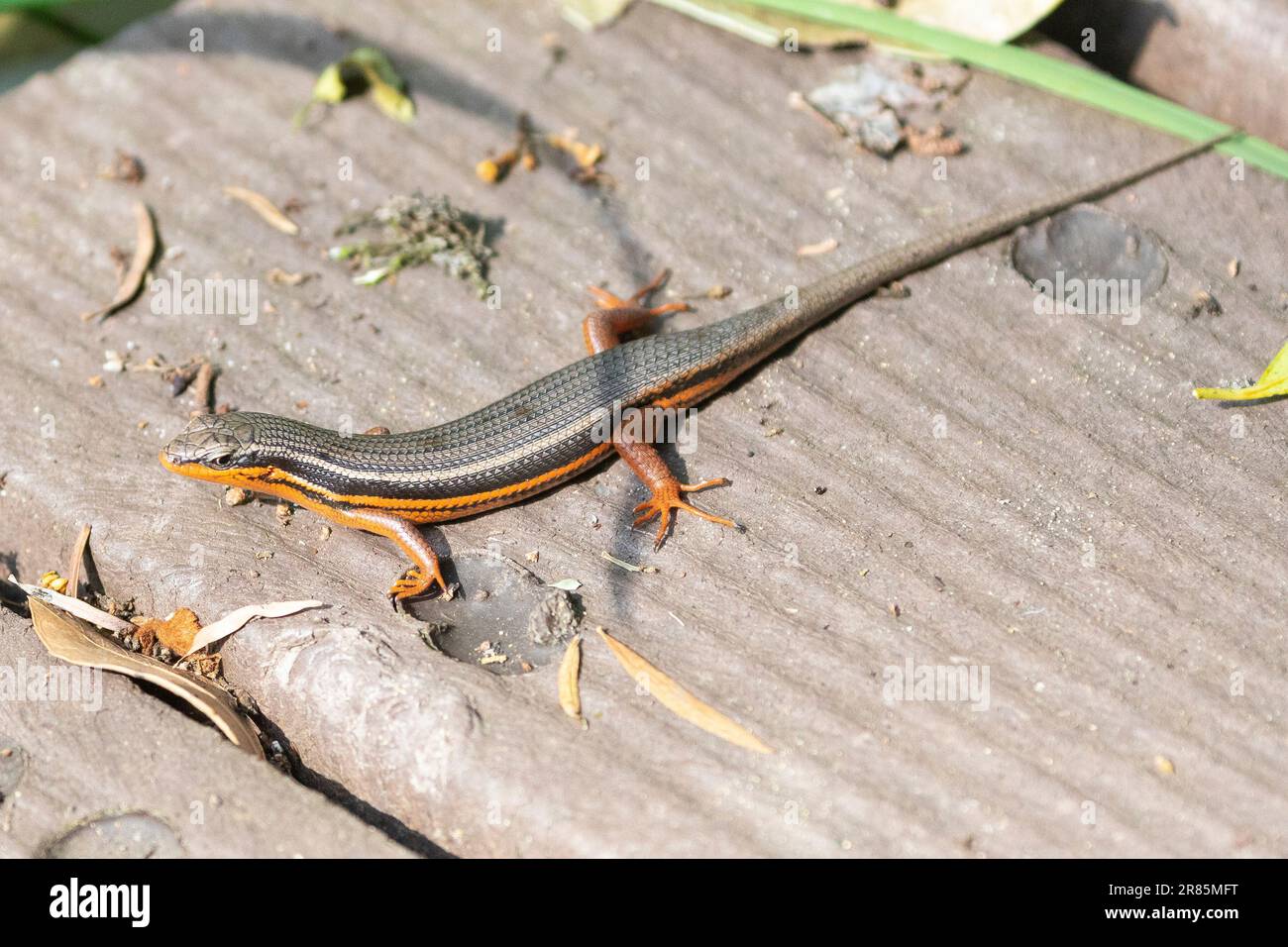 Red-sided Skink (Trachylepis homalocephala) breeding male Natures Valley, Western Cape, South Africa Stock Photo