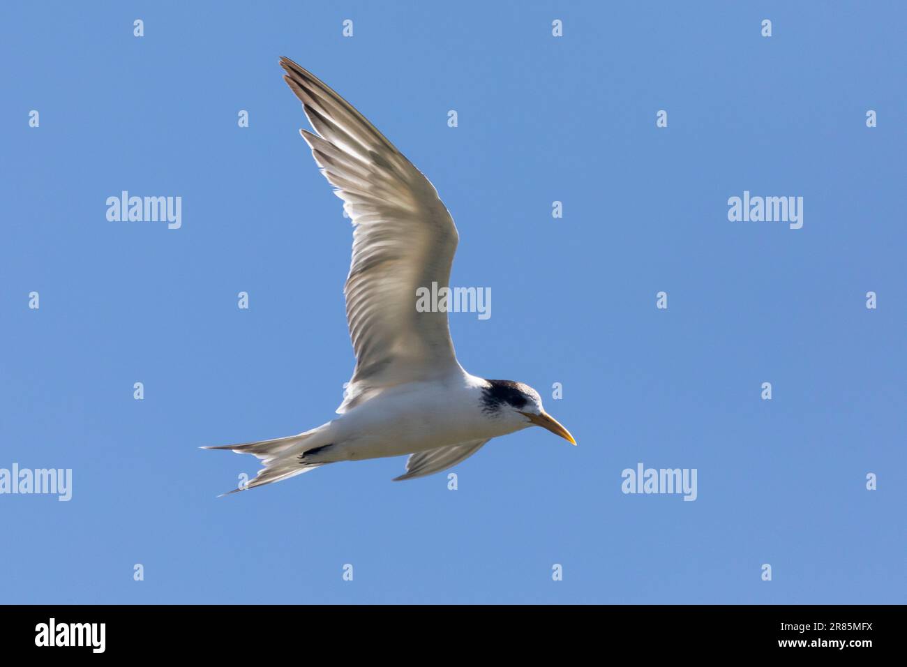 Swift Tern  or Greater Crested Tern (Thalasseus bergii) in flight, Berg River Estuary, Western Cape, South Africa Stock Photo