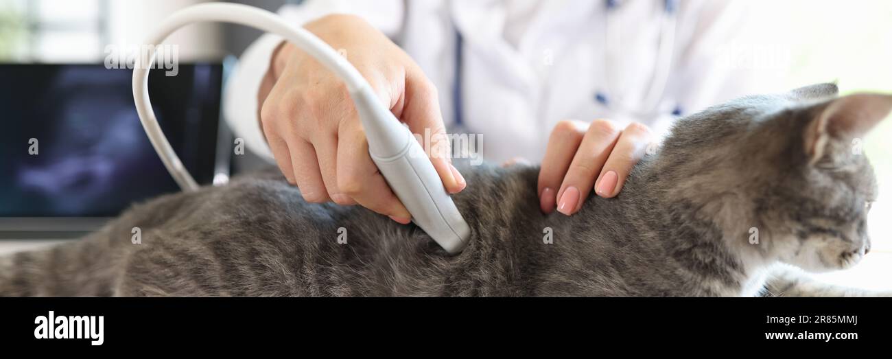 Veterinarian conducts an ultrasound examination of cat Stock Photo Alamy