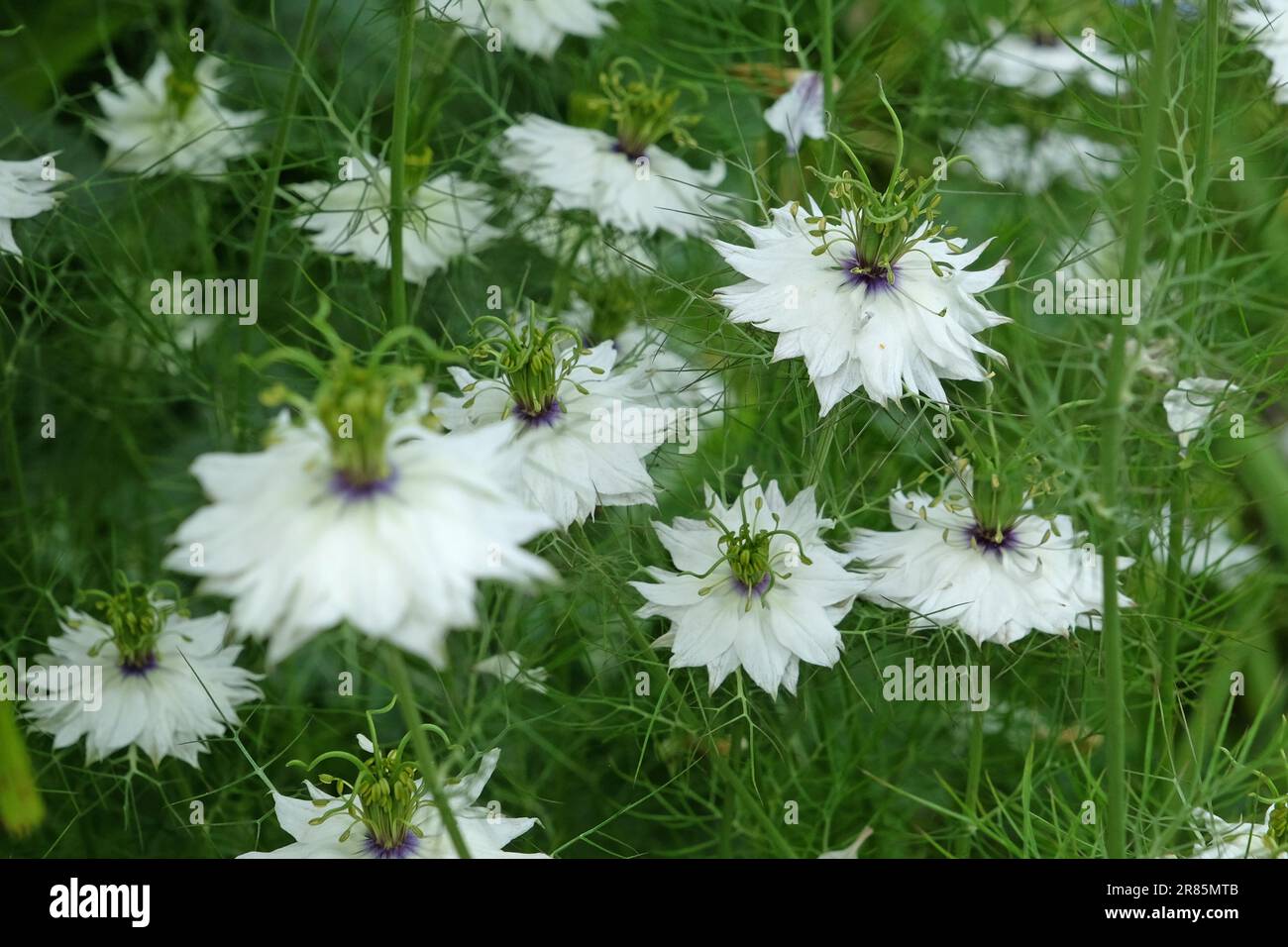 Gorgeous Nigella Miss Jekyll Design for Desktop Gorgeous Nigella Miss Jekyll Design for Desktop