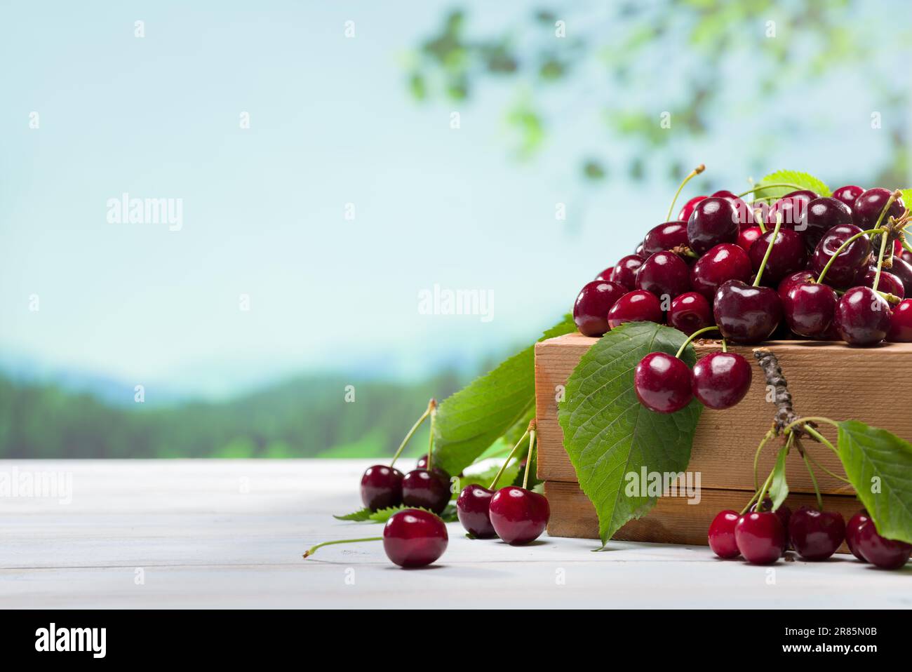 Fresh cherries in a wooden box on the garden table. Red summer fruits. Stock Photo