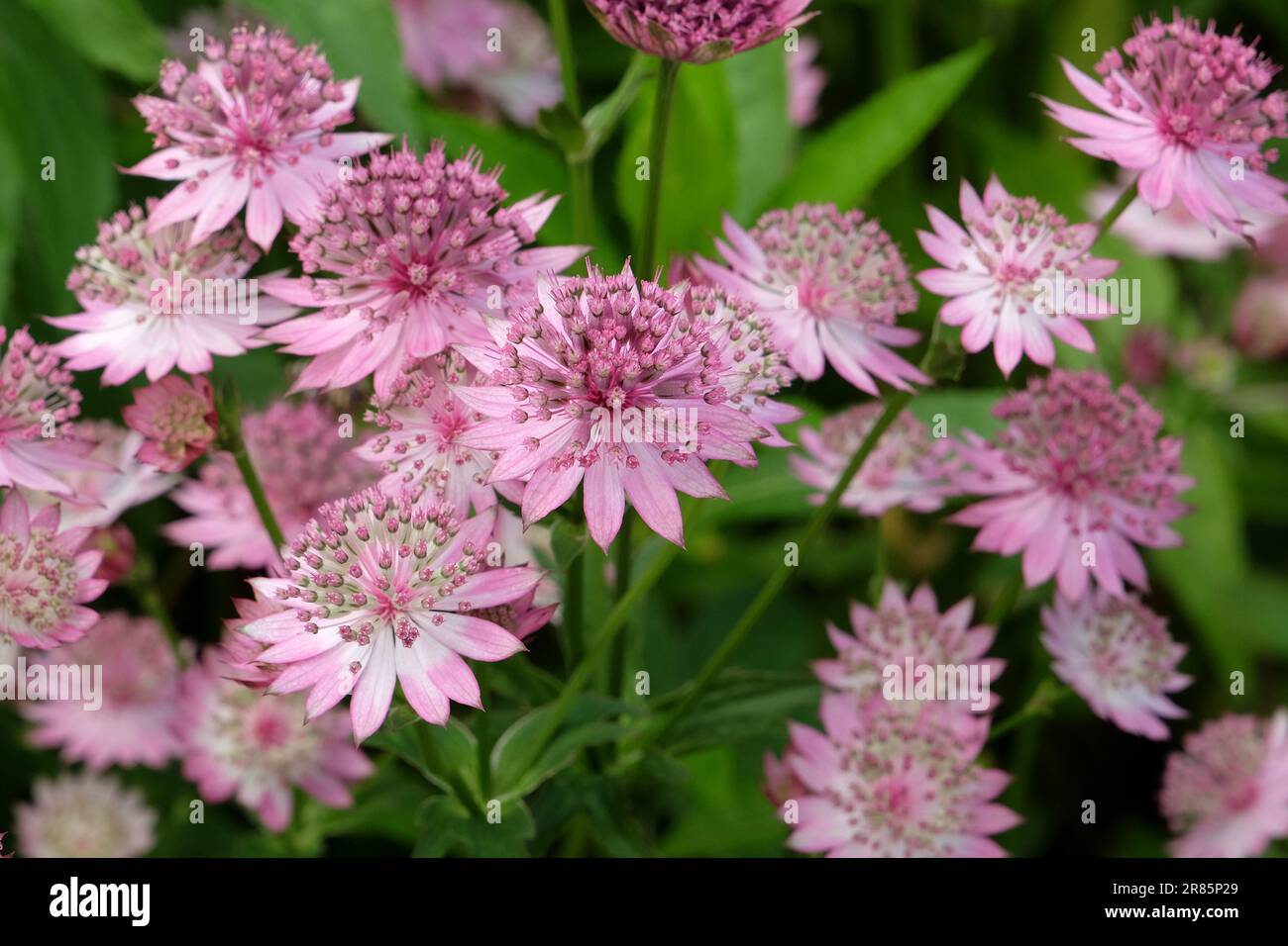 Pink Astrantia 'Roma'  in flower. Stock Photo