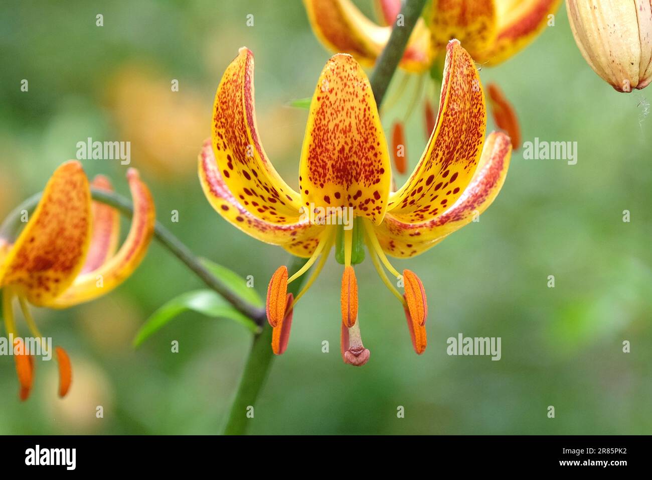 Lilium martagon 'Sunny Morning' in flower. Stock Photo
