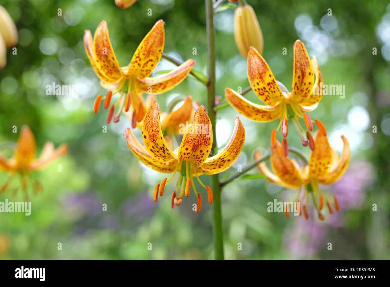 Lilium martagon 'Sunny Morning' in flower. Stock Photo