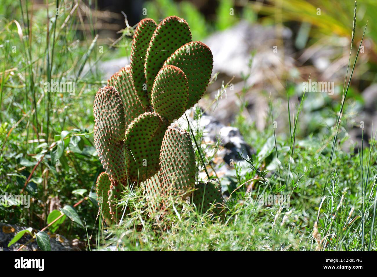 Young Opuntia cactus in the wild Stock Photo