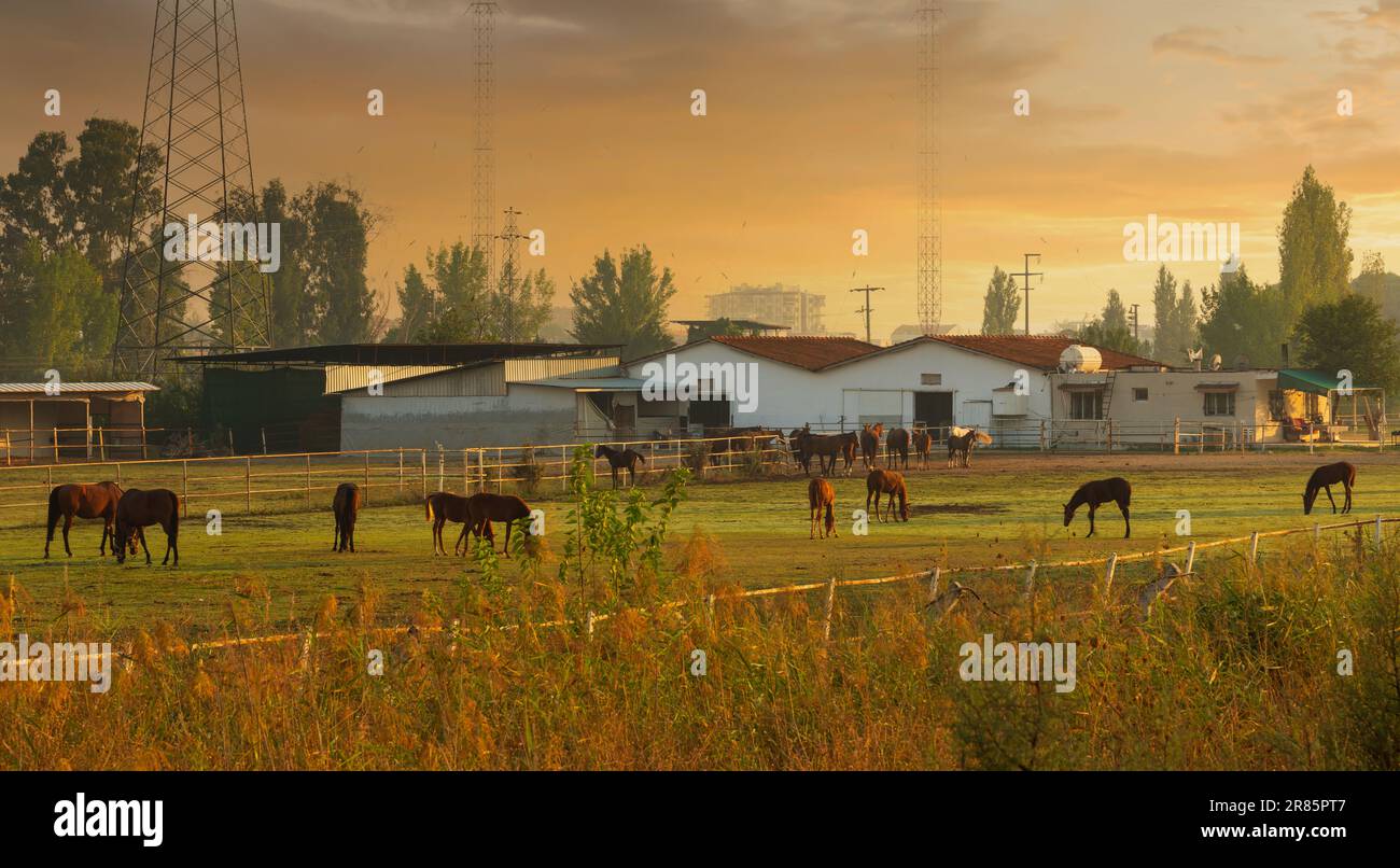 Horse farm at sunrise. Horses at the stud Stock Photo