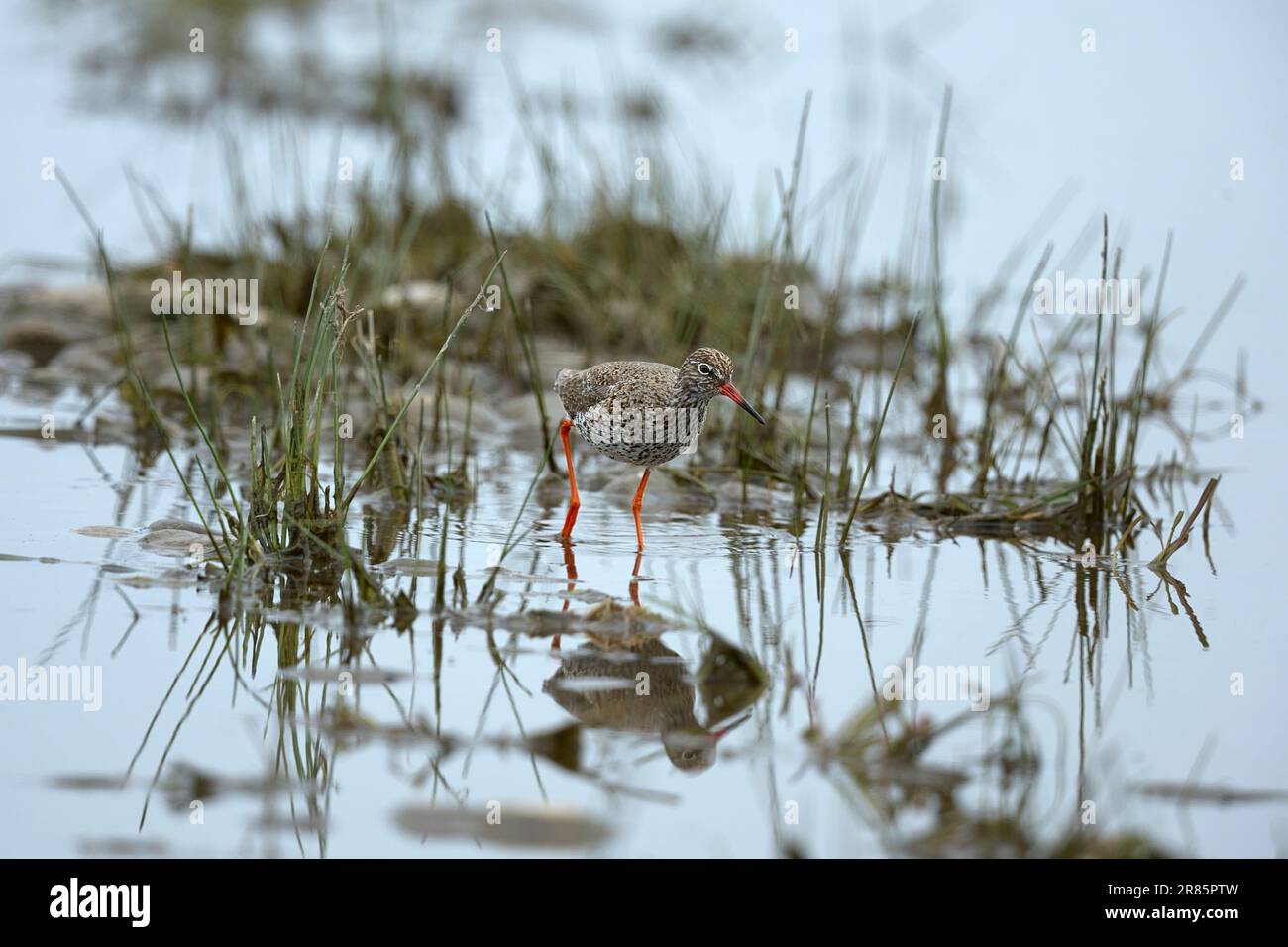 Redshank after bathing Stock Photo