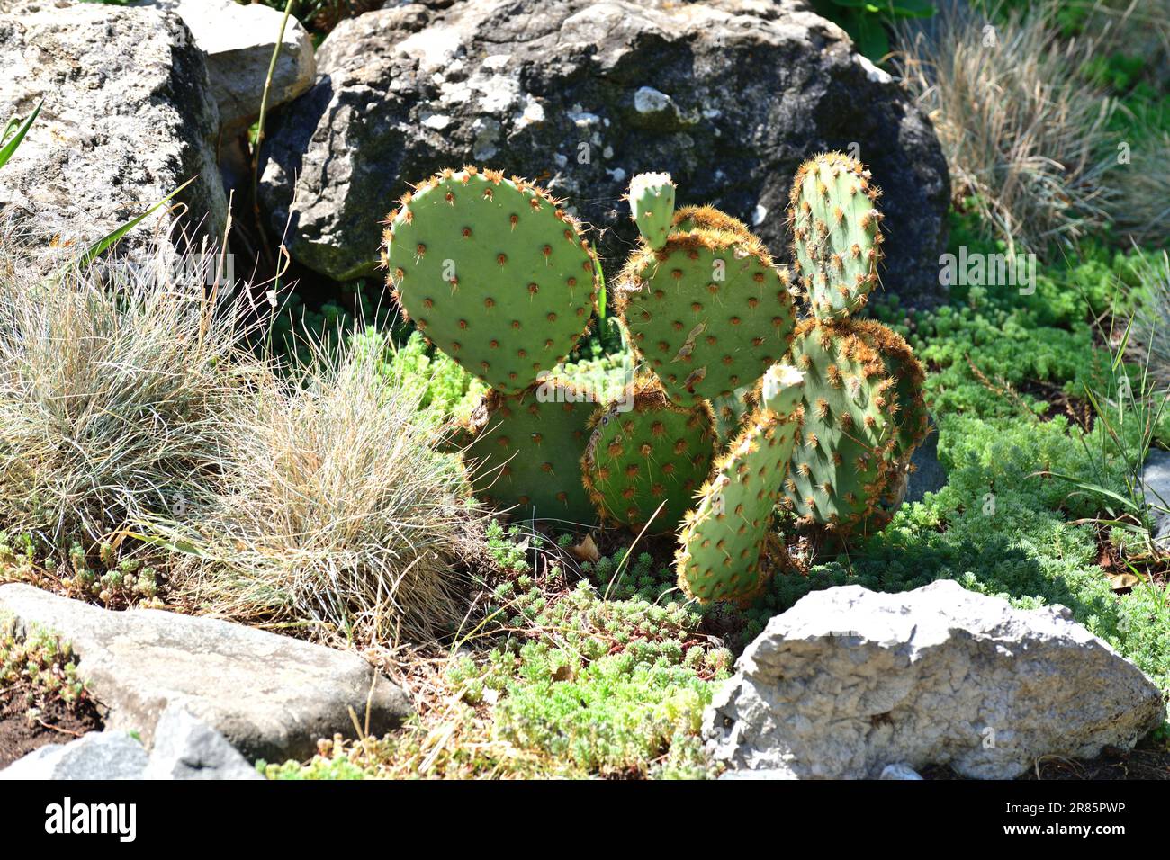 Young Opuntia cactus in the wild Stock Photo