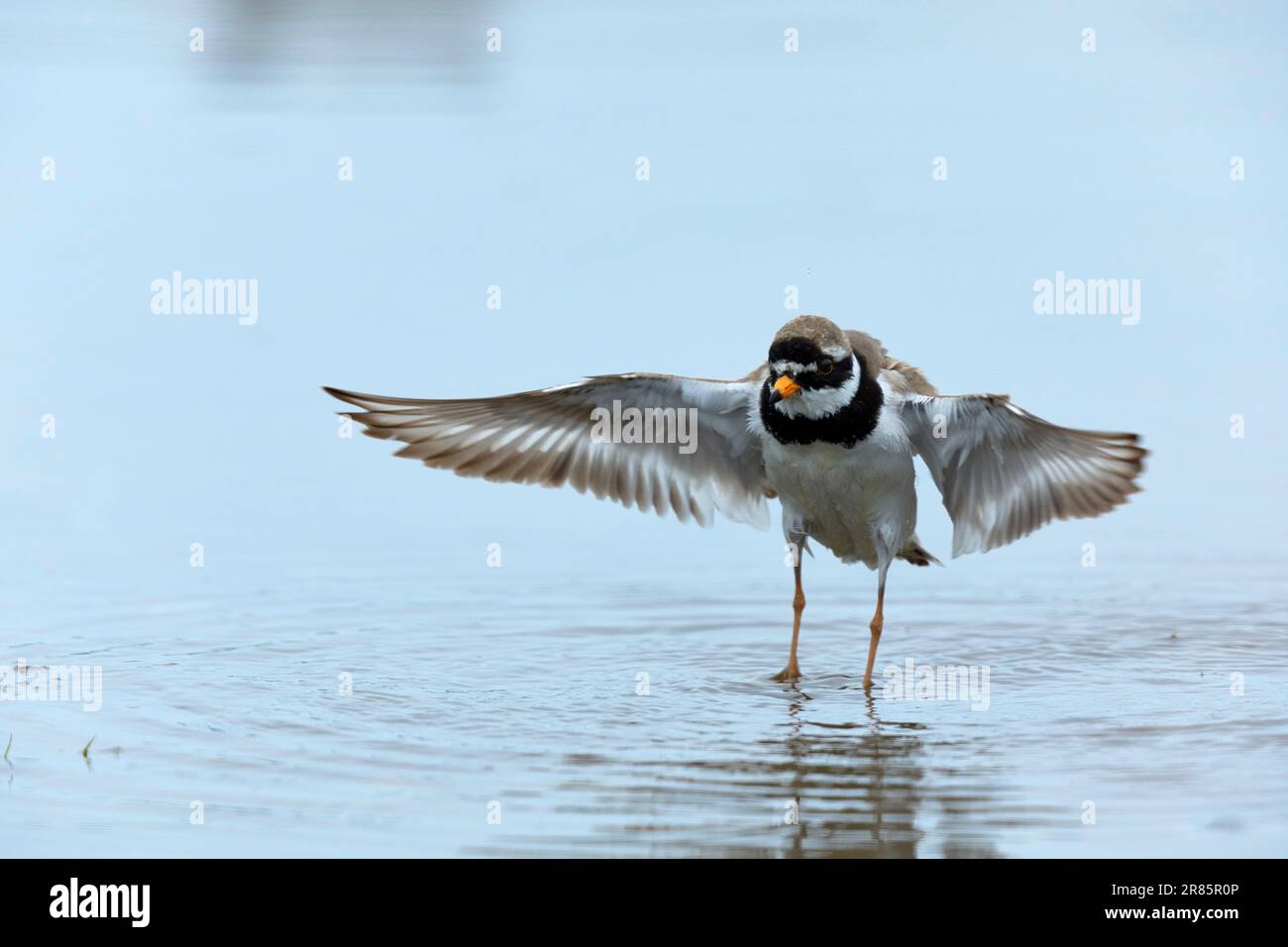 Ringed plover after bathing Stock Photo