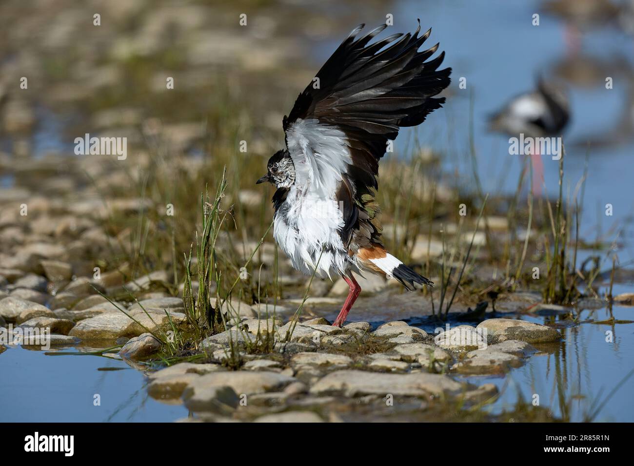 Lapwing taking off after bathing Stock Photo