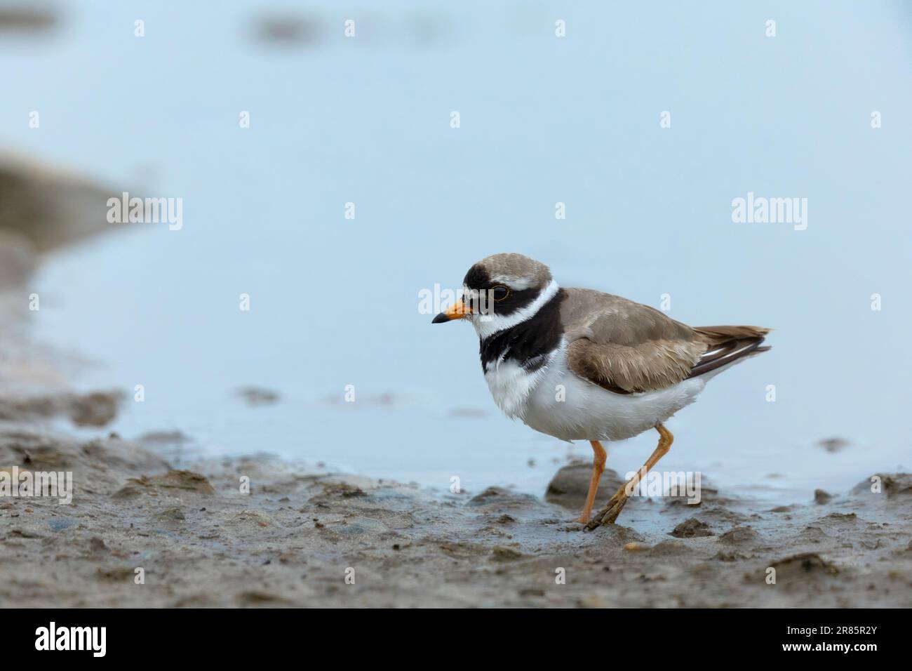 Ringed plover by a bathing pool Stock Photo