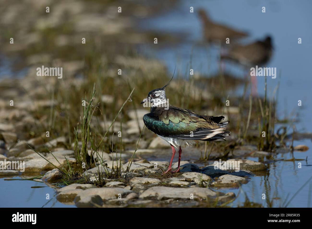 Lapwing  after bathing Stock Photo