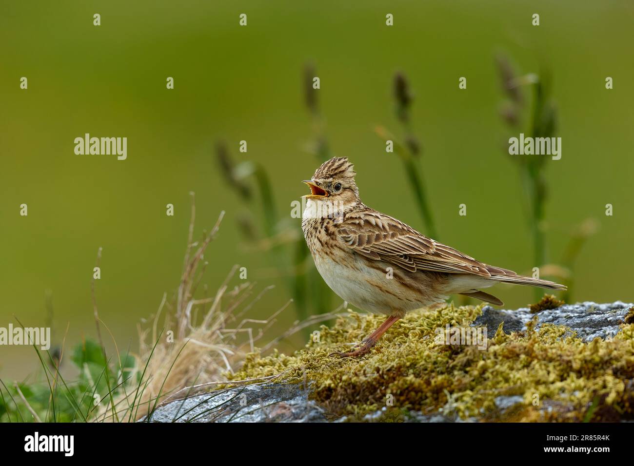 Sky lark sing from a rock Stock Photo