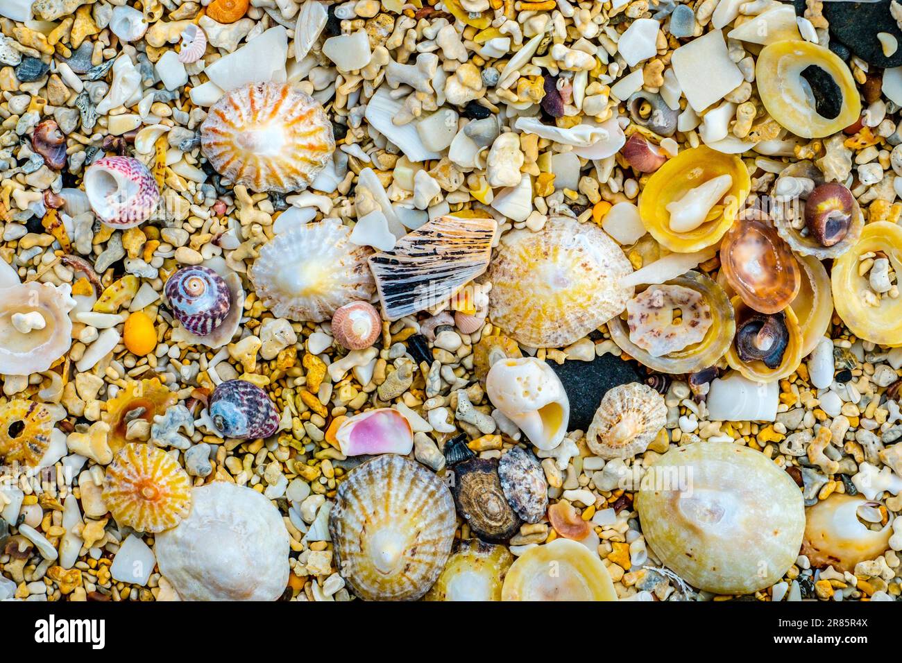 shells and corals on a coral beach on Mull, Scotland Stock Photo