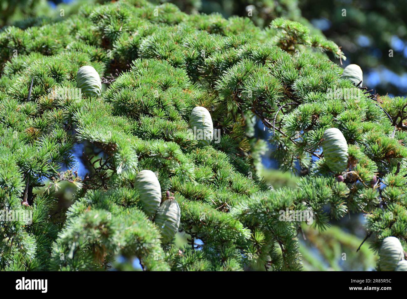 Branches of Lebanese cedar with young green cones Stock Photo