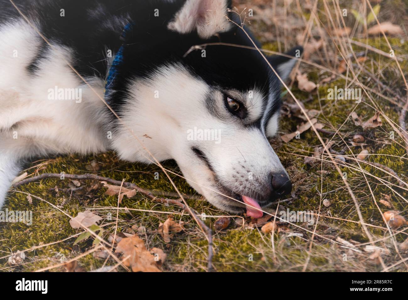 Cute husky in Slovakian Summer forest Stock Photo