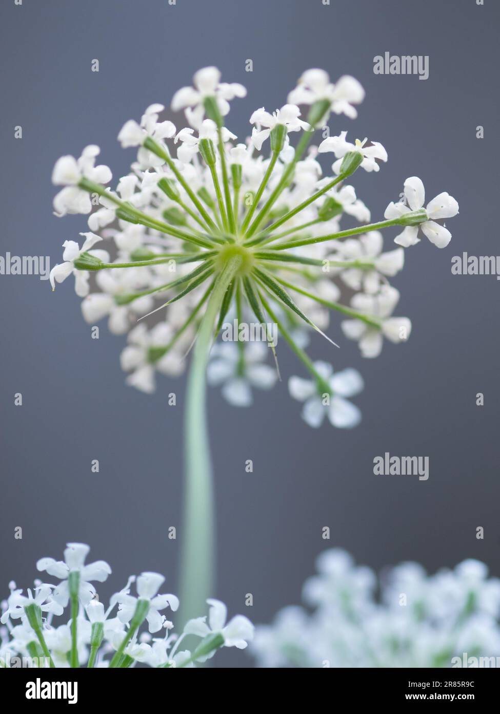 A white umbrel of Bishop's Flower,  Ammi majus, growing in the summer garden. Stock Photo