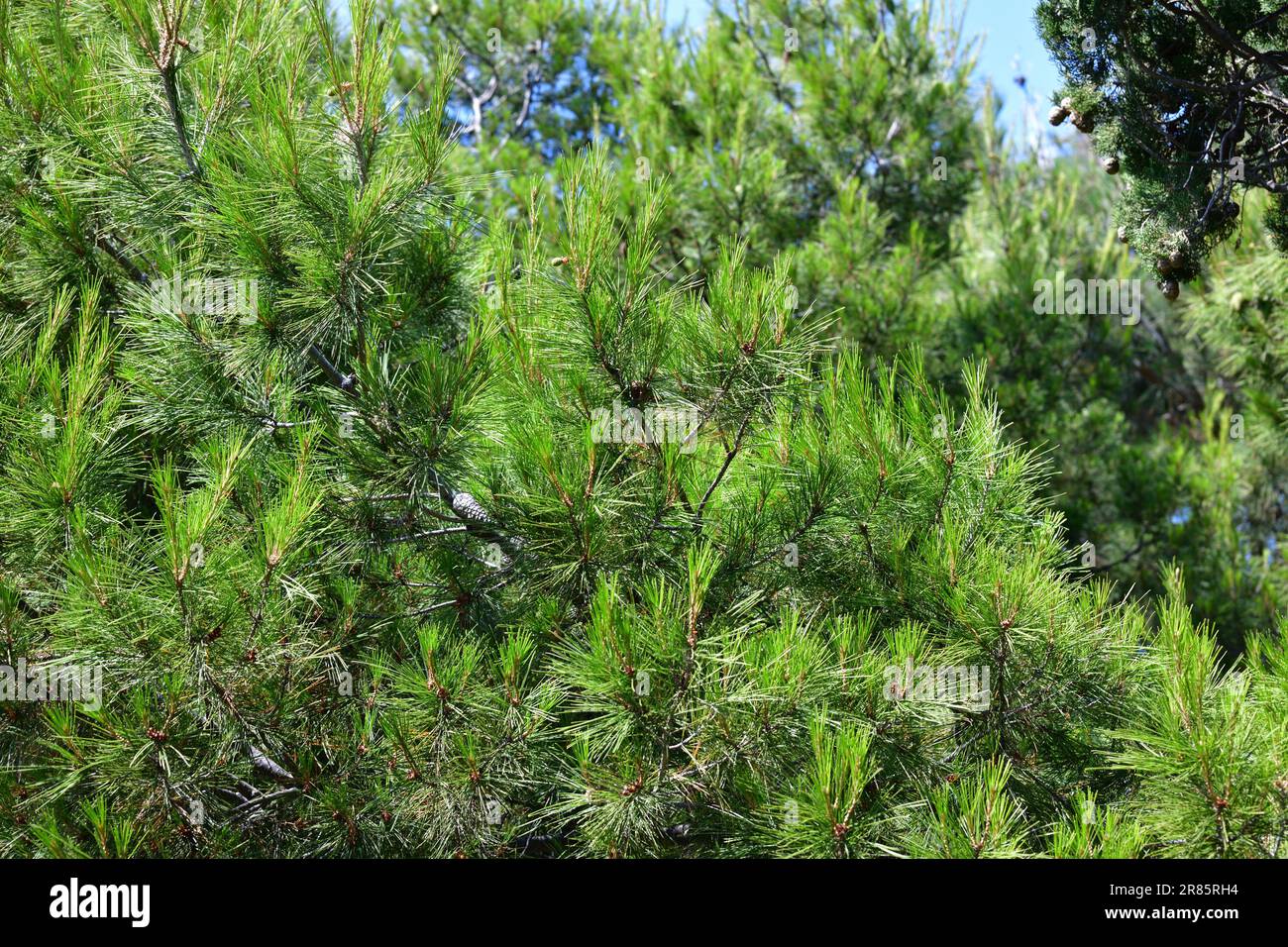 Pinus brutia - grade - Calabrian or Turkish pine Stock Photo