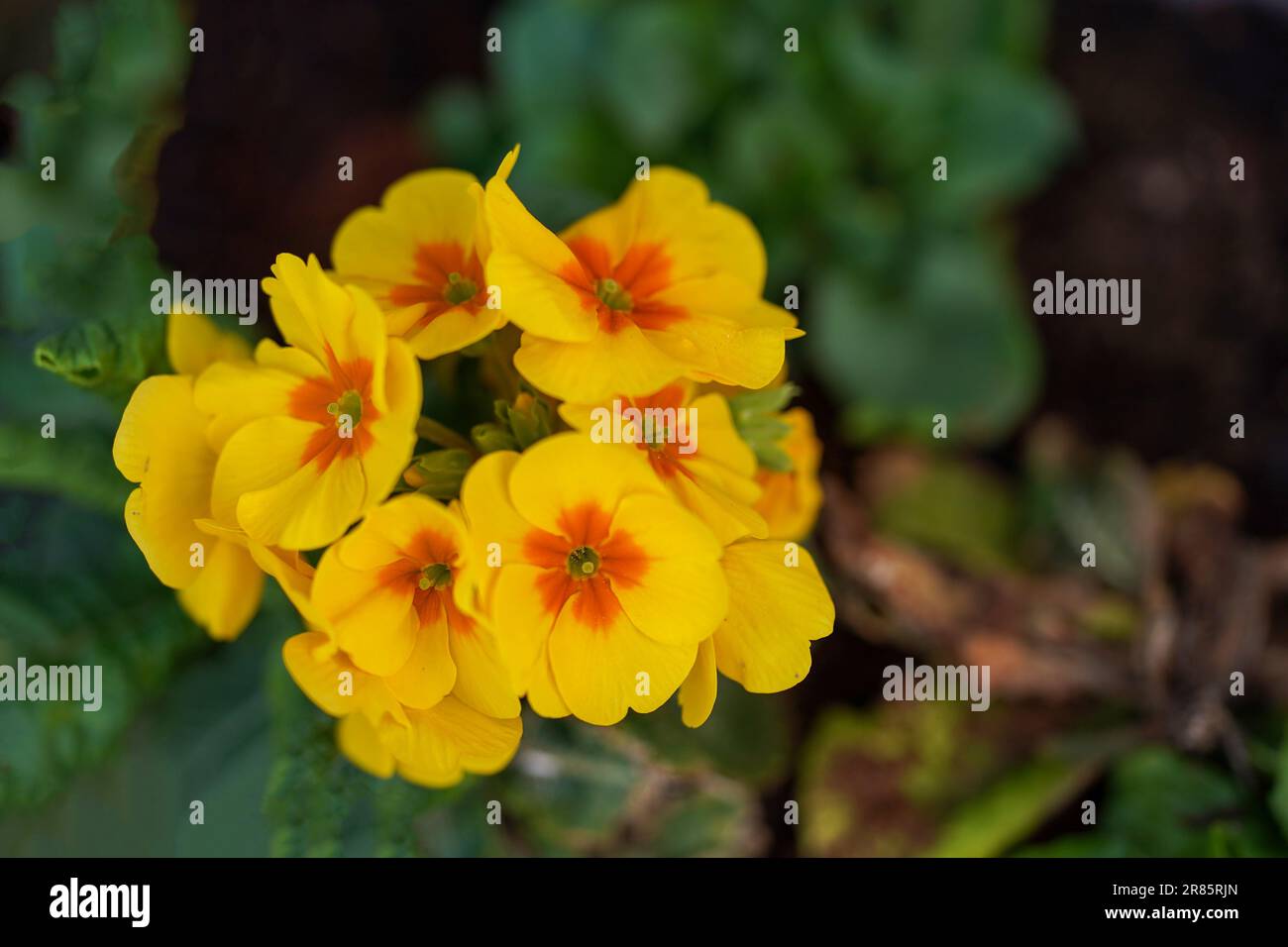Yellow spring flower. Spring mood. Floral background, soft focus. Stock Photo