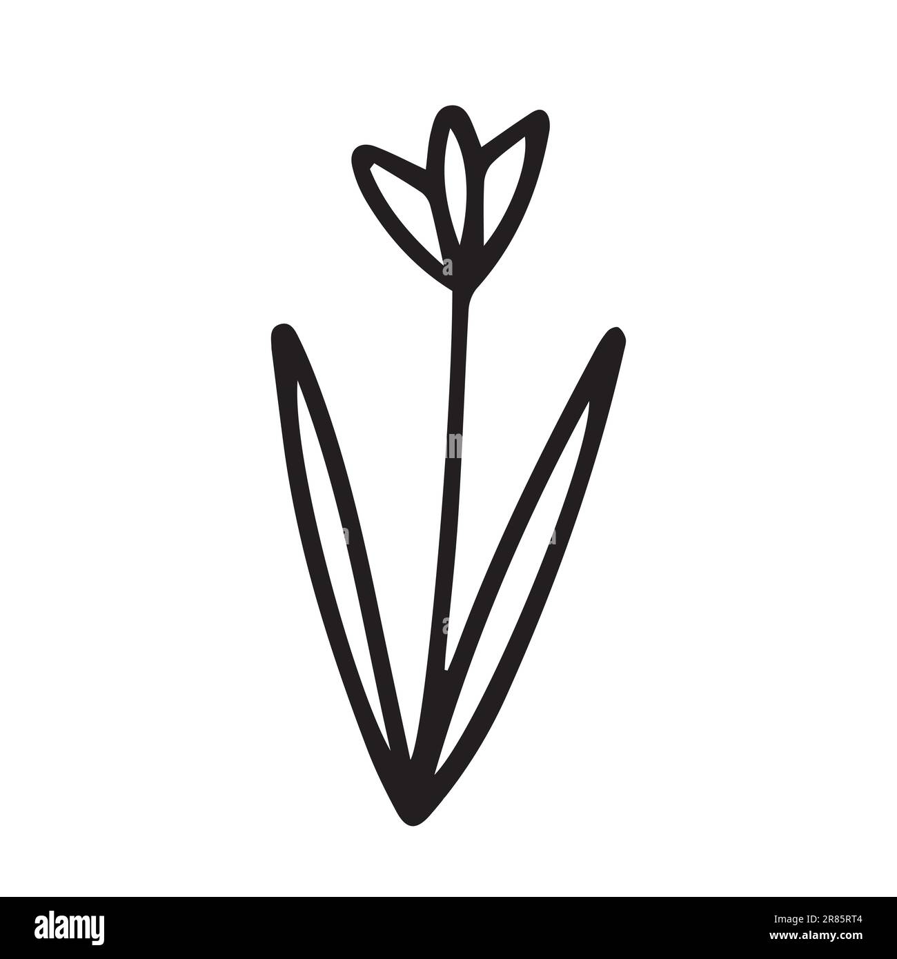 Vector doodle tulip flower illustration Stock Vector Image & Art - Alamy