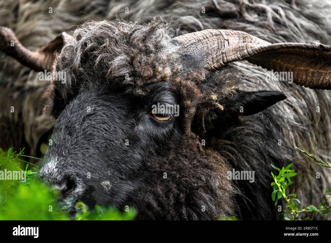Portrait of a male black Hortobagy Racka sheep (Ovis aries strepsiceros Hungaricus) with long spiral shaped horns and expressive eyes, having a rest. Stock Photo