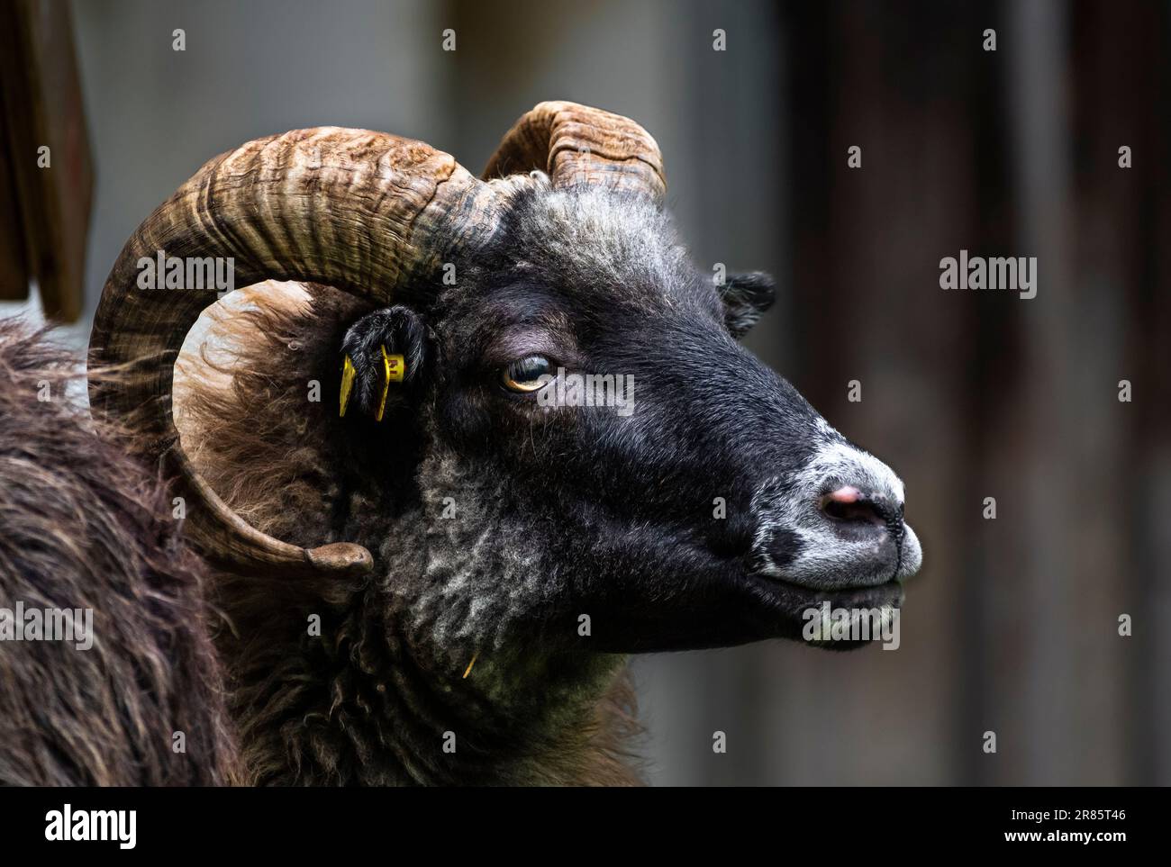 Portrait of a male black and white Skudde sheep with horns. Stock Photo
