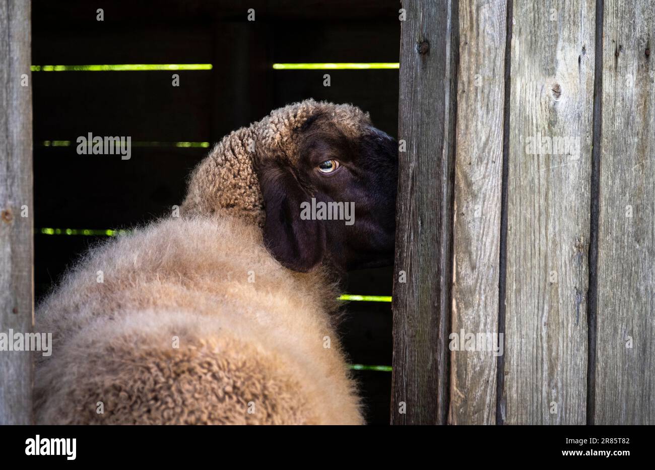 Portrait of a brown and white sheep, looking out of a barn. Stock Photo
