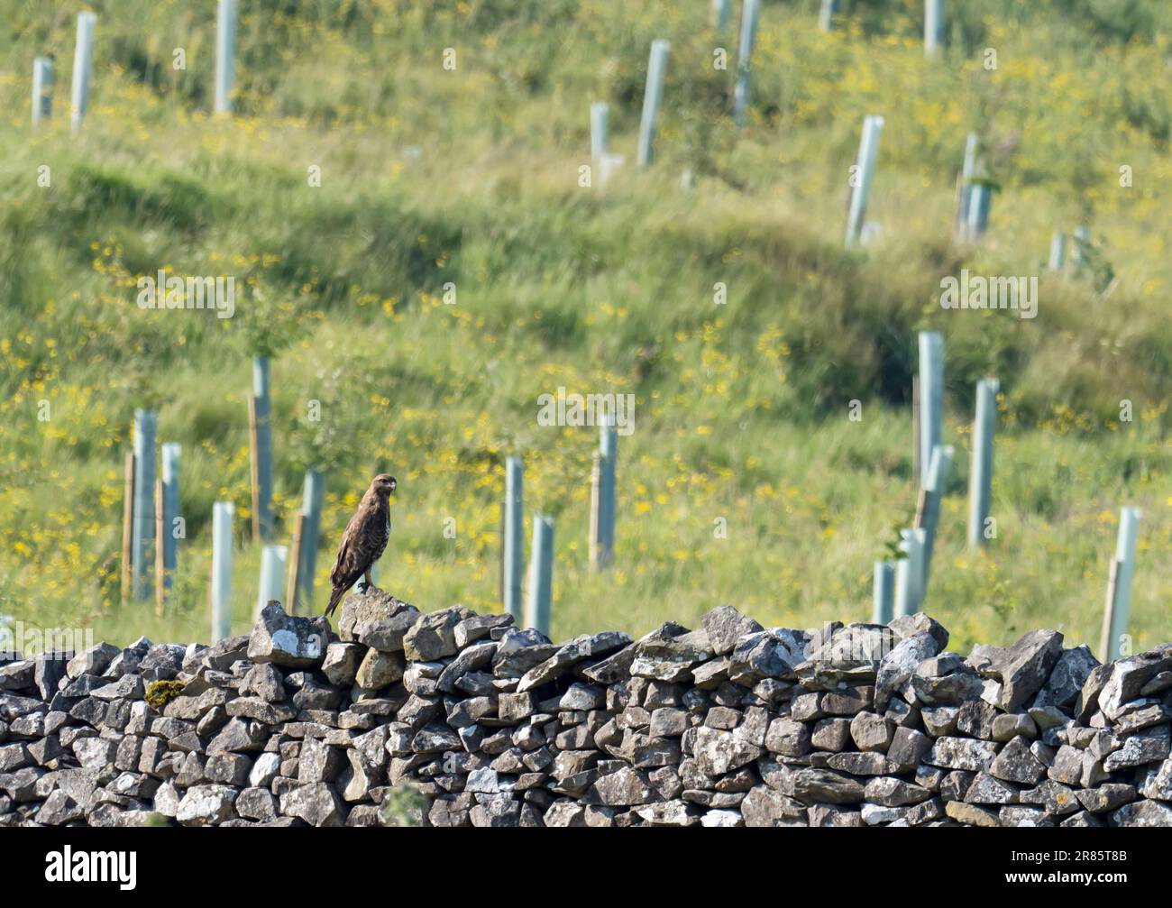 A Buzzard, Buteo buteo on a wall in Austwick, Yorkshire Dales, UK. Stock Photo