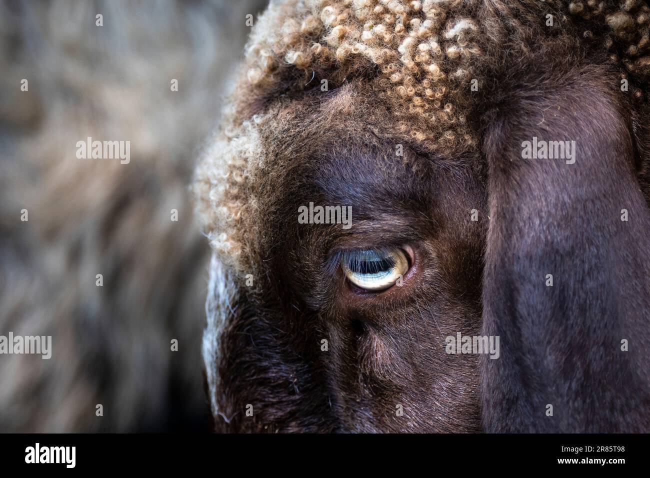 Close portrait of a brown and white sheep. Stock Photo