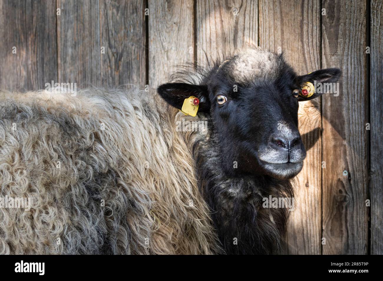 Portrait of a black and white German Moorland Sheep in front of a barn. Stock Photo