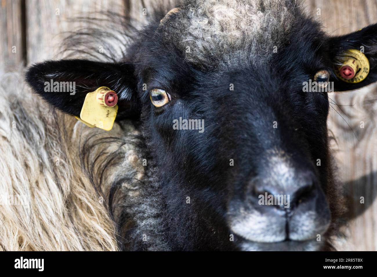 Close portrait of a black and white German Moorland Sheep in front of a barn. Stock Photo
