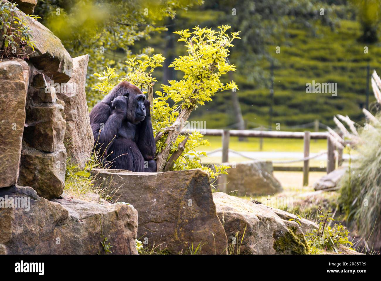 Zoo wildlife conservation hi-res stock photography and images - Alamy