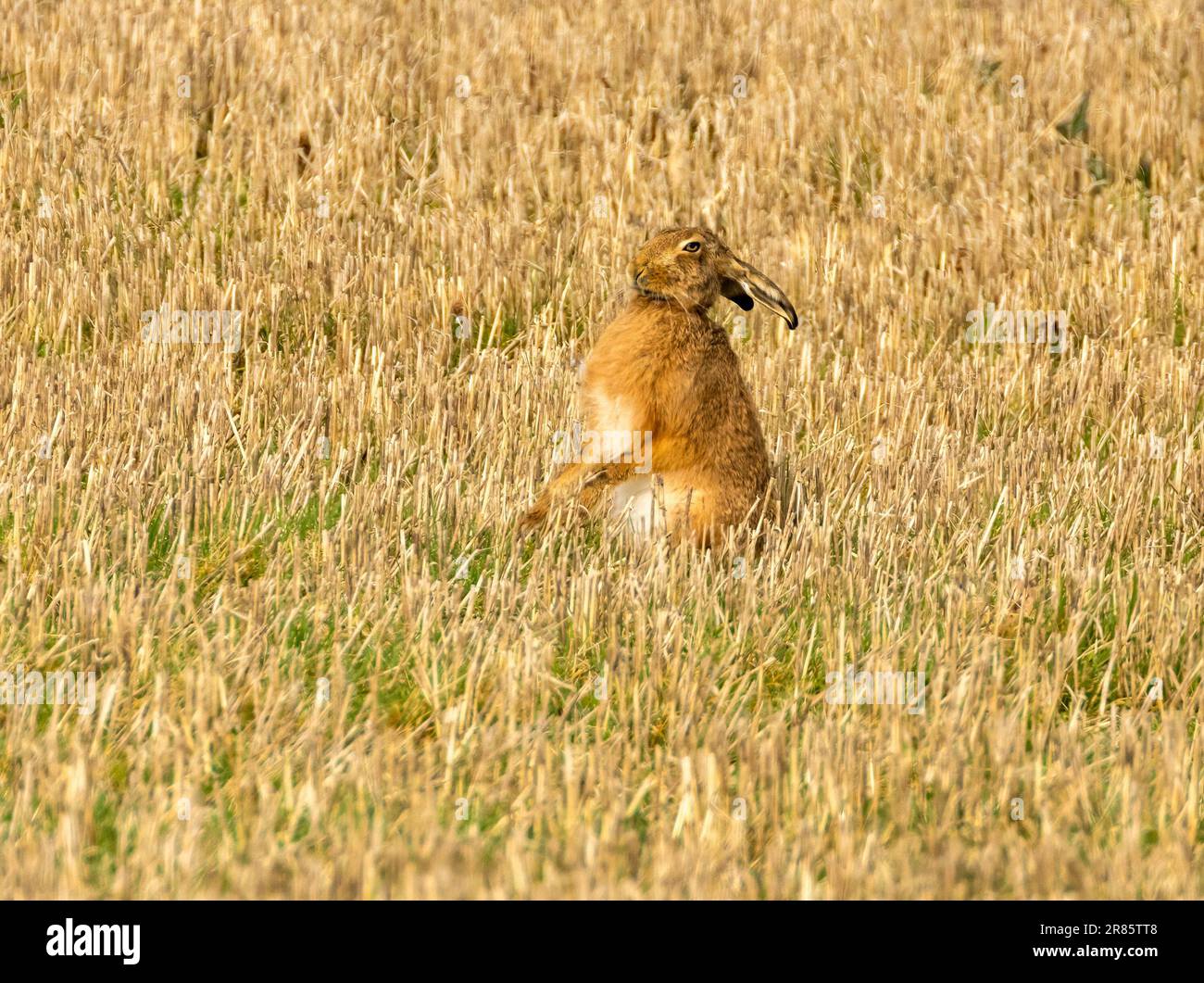 A brown march hare in a field Stock Photo