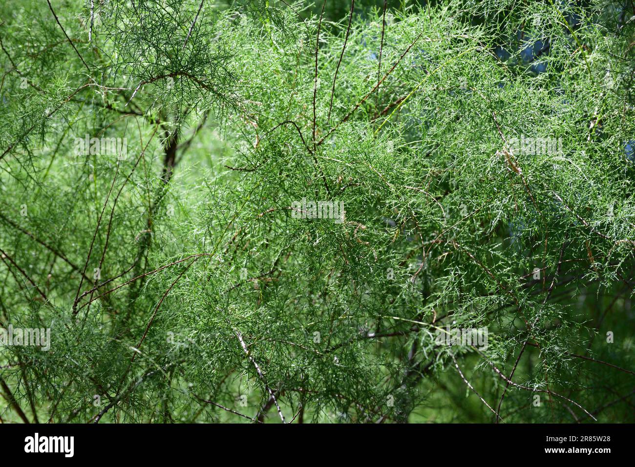 Tamarix gallica - grows in a steppes and deserts Stock Photo