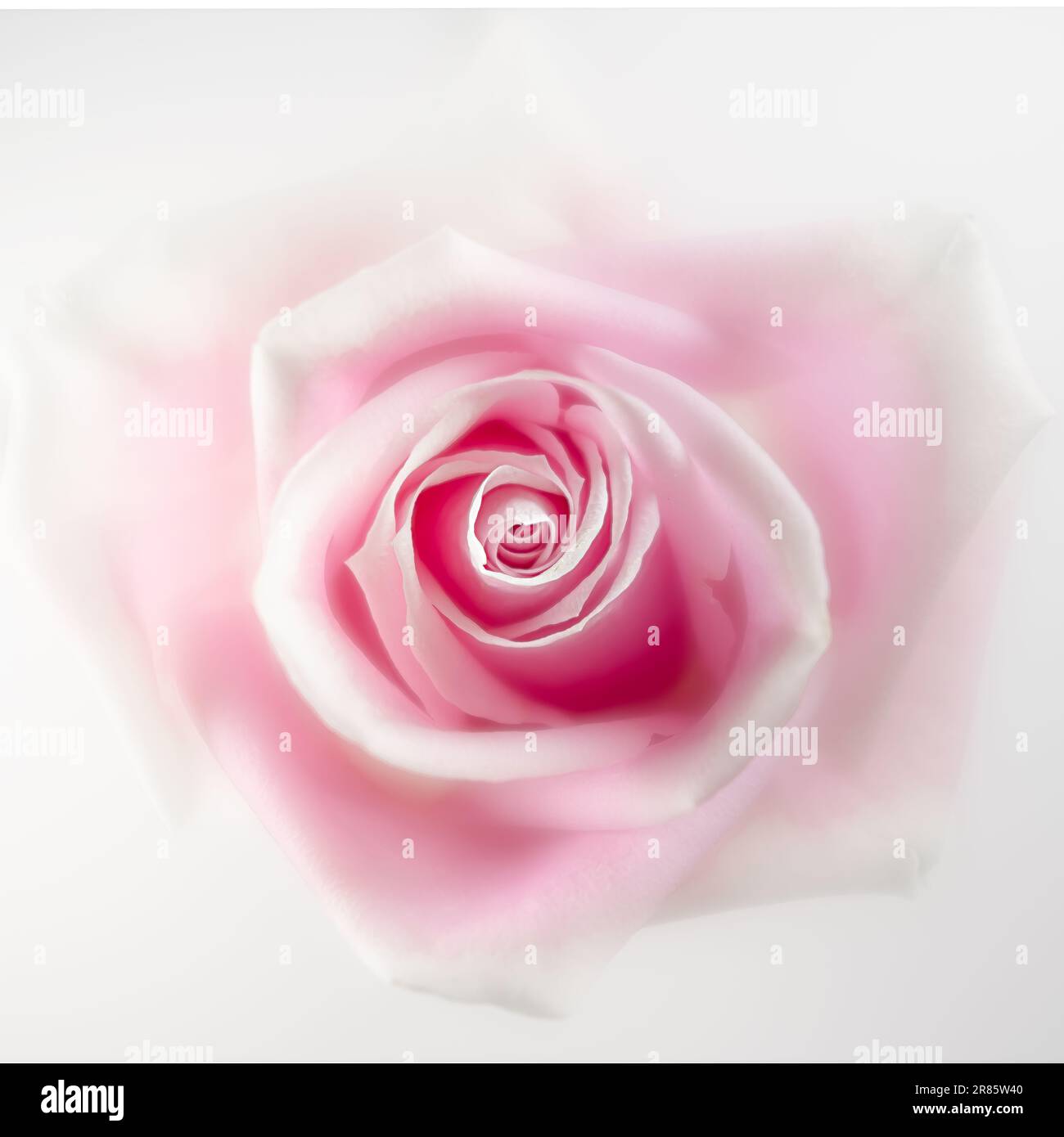 Macro picture of a pink rose hi-res stock photography and images - Alamy