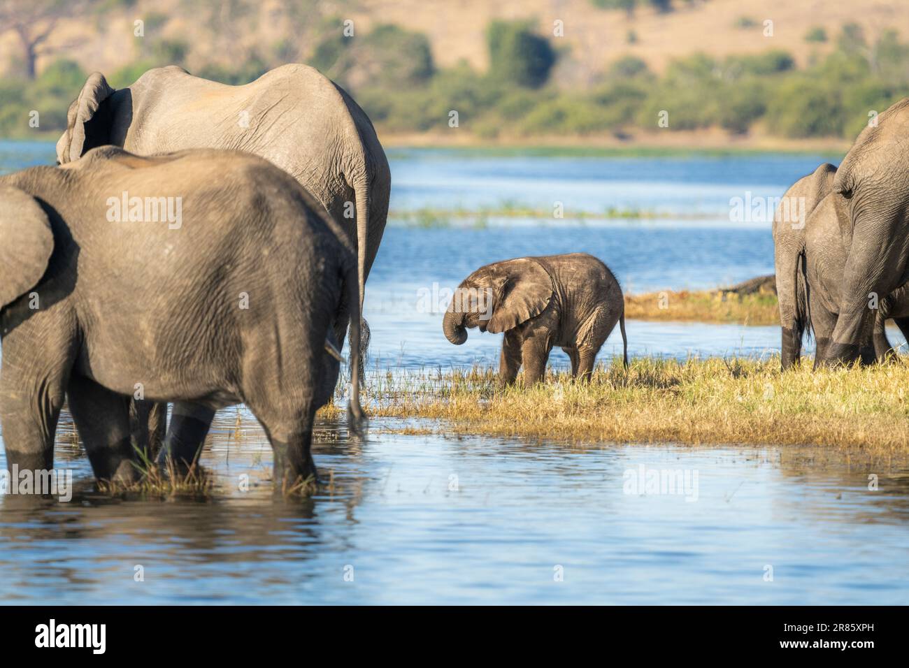Elephant heard (Loxodontra africana) drinking water at the Chobe River