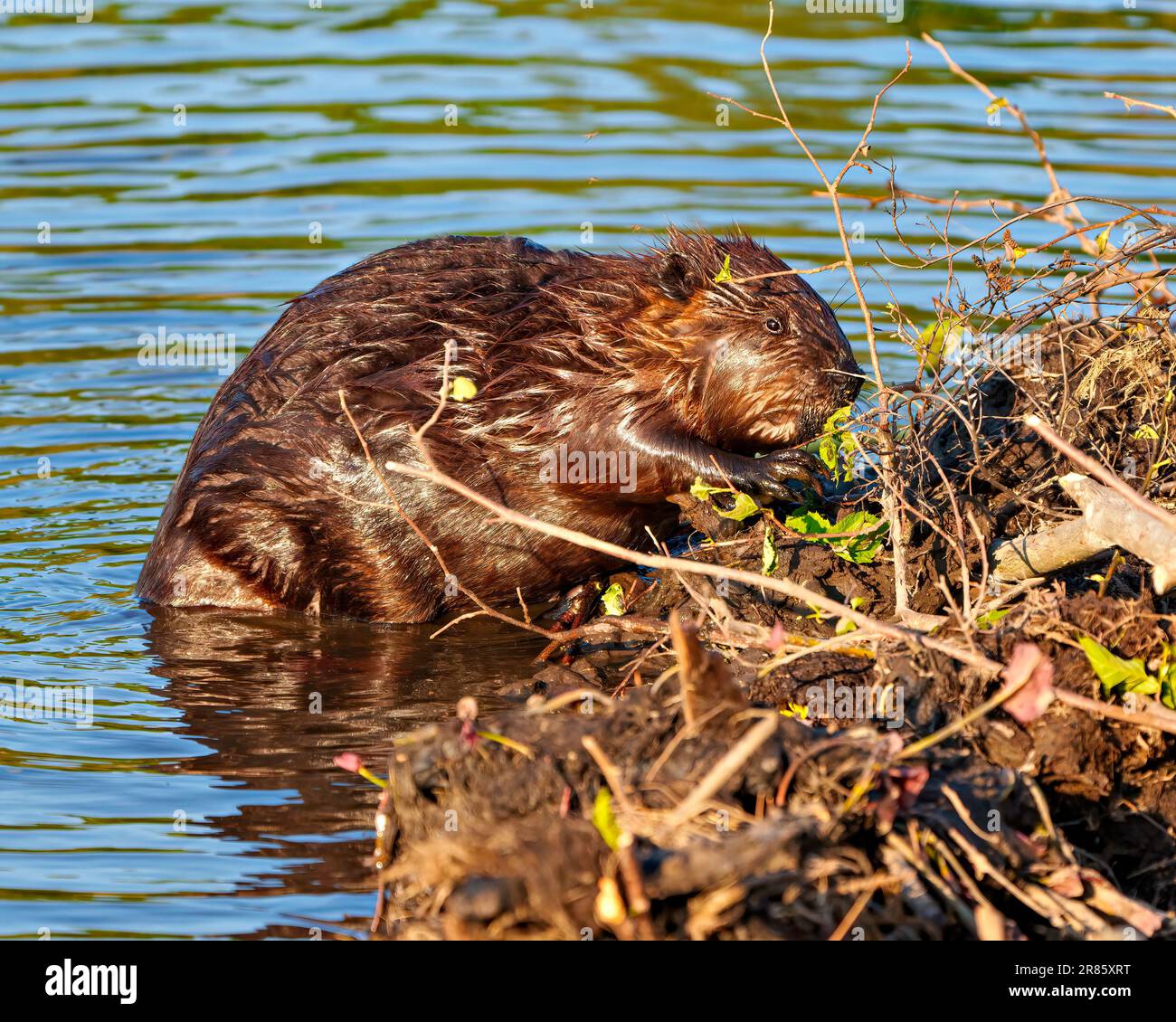 Beaver closeup view building a beaver dam in a water stream flow