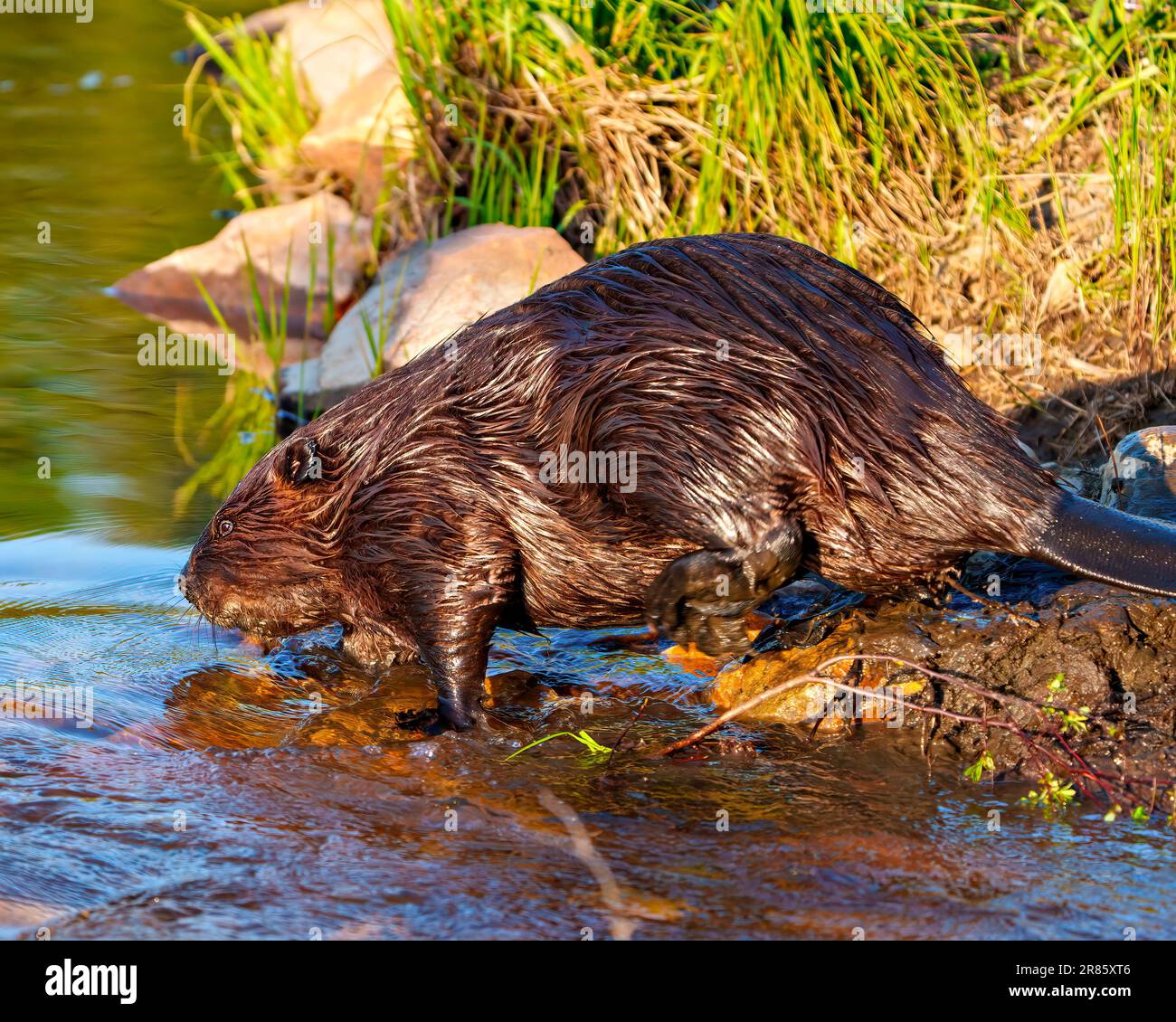 Beaver closeup side view building a beaver dam in a water stream flow