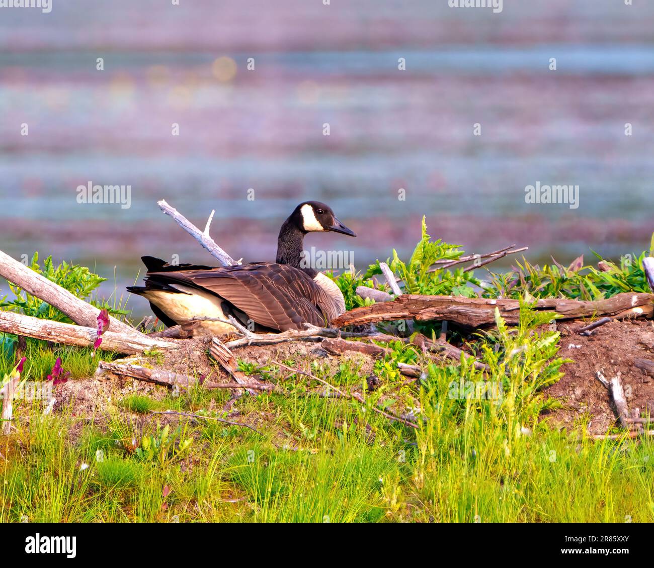 Canada Geese nesting on a beaver lodge for a safe spot to incubate