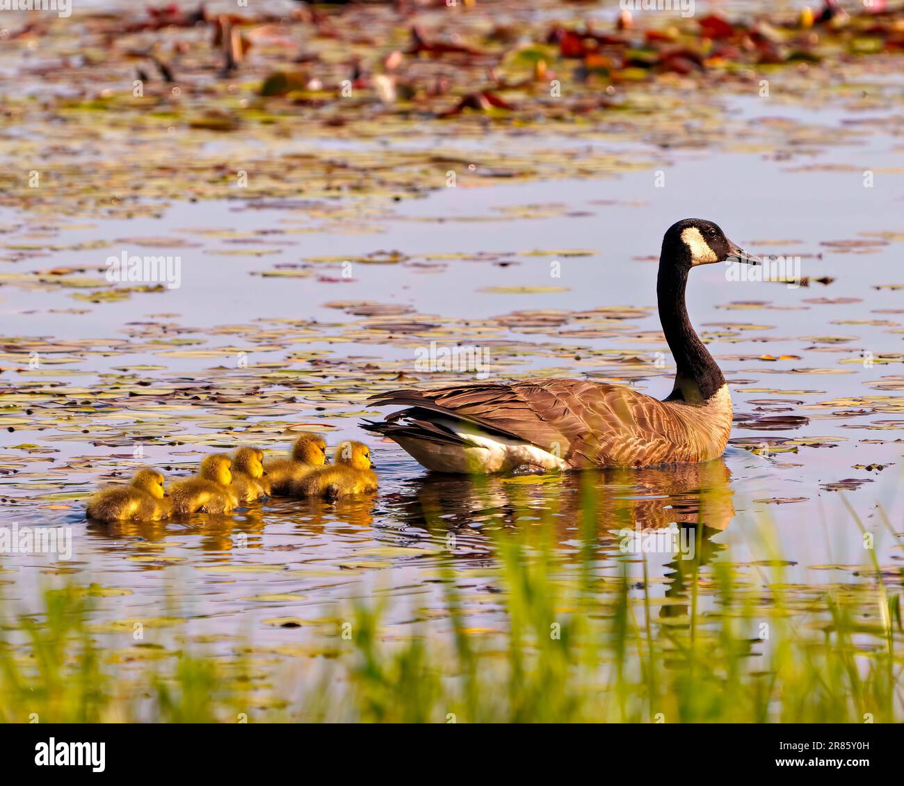 Canada goose habitat photo hi-res stock photography and images