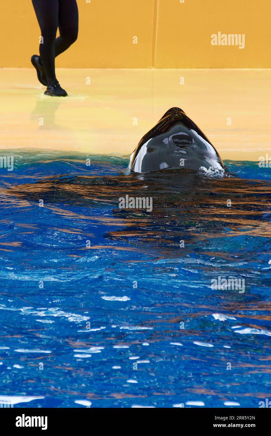 Orca on its back with its head out of the water, and the legs of a diver in the upper left with more than half a photograph of blue water in its lower Stock Photo