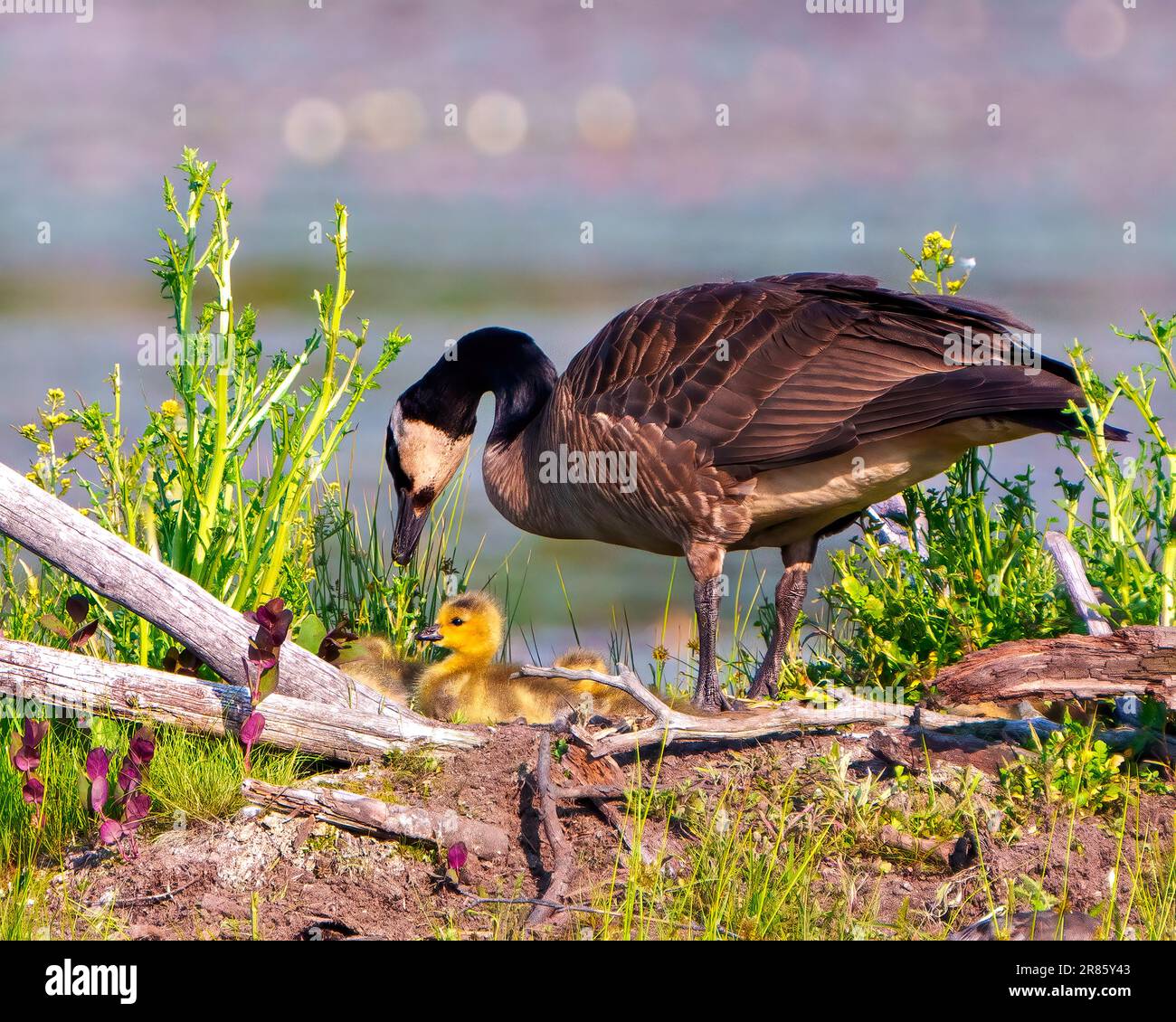 Baby Canada Goose goslings chicks that has hatched on beaver lodge