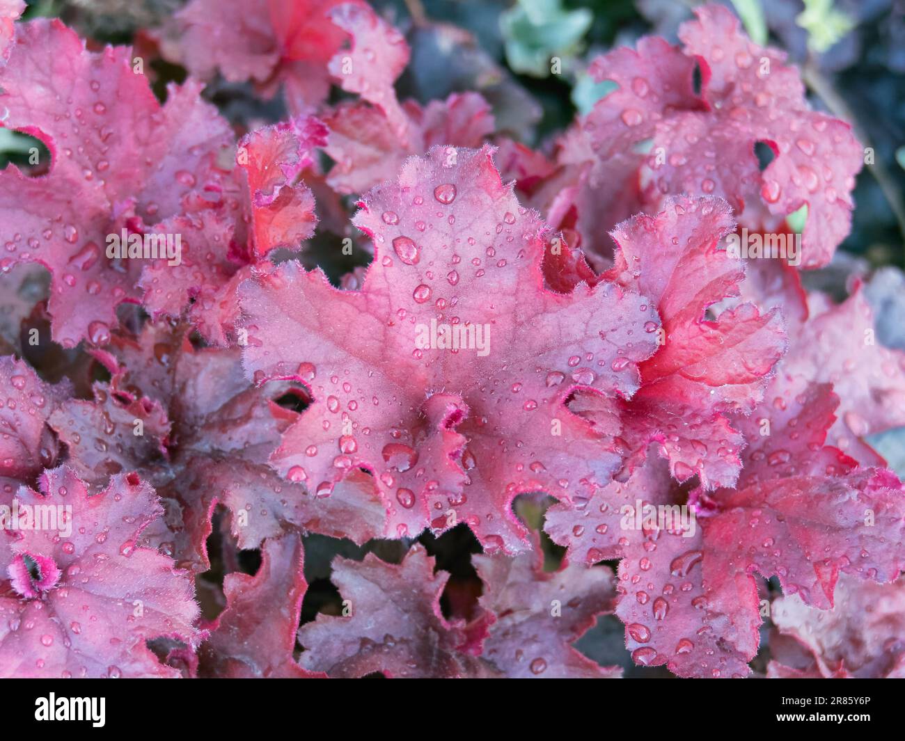 heuchera purple leaves with raindrops view from above outdoor Stock Photo