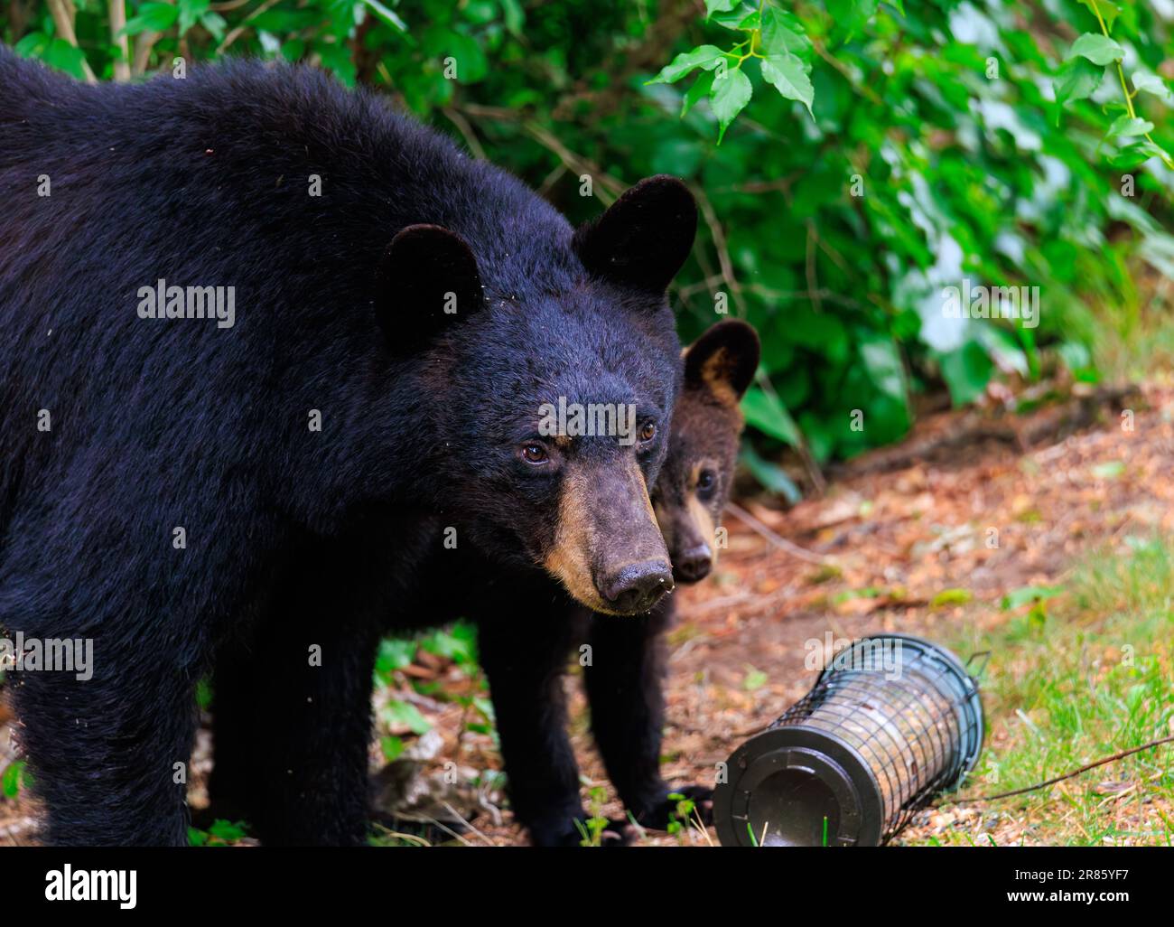 American Black Bear in New Jersey.  Mother bear and cub eating bird seed in the woods Stock Photo