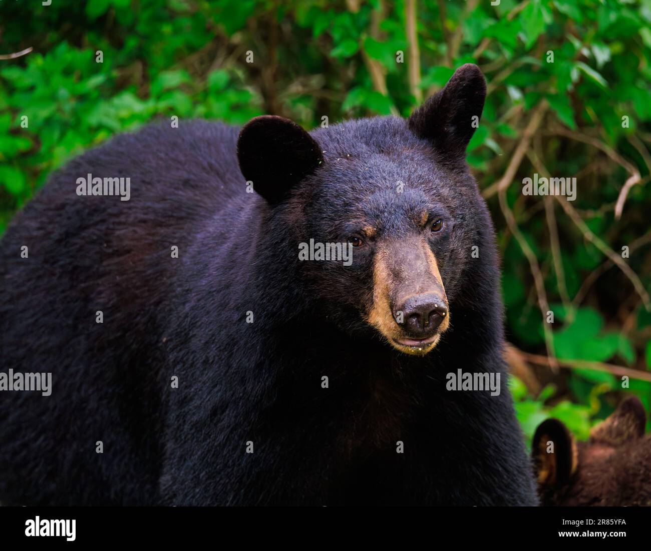 American Black Bear in New Jersey.  Mother bear and cub eating bird seed in the woods Stock Photo