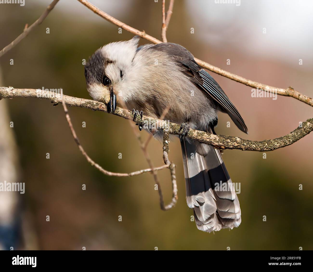 Grey Jay perched on a tree branch with a shy look displaying grey colour, tail, wings, feet, eye with a brown background in its environment. Stock Photo