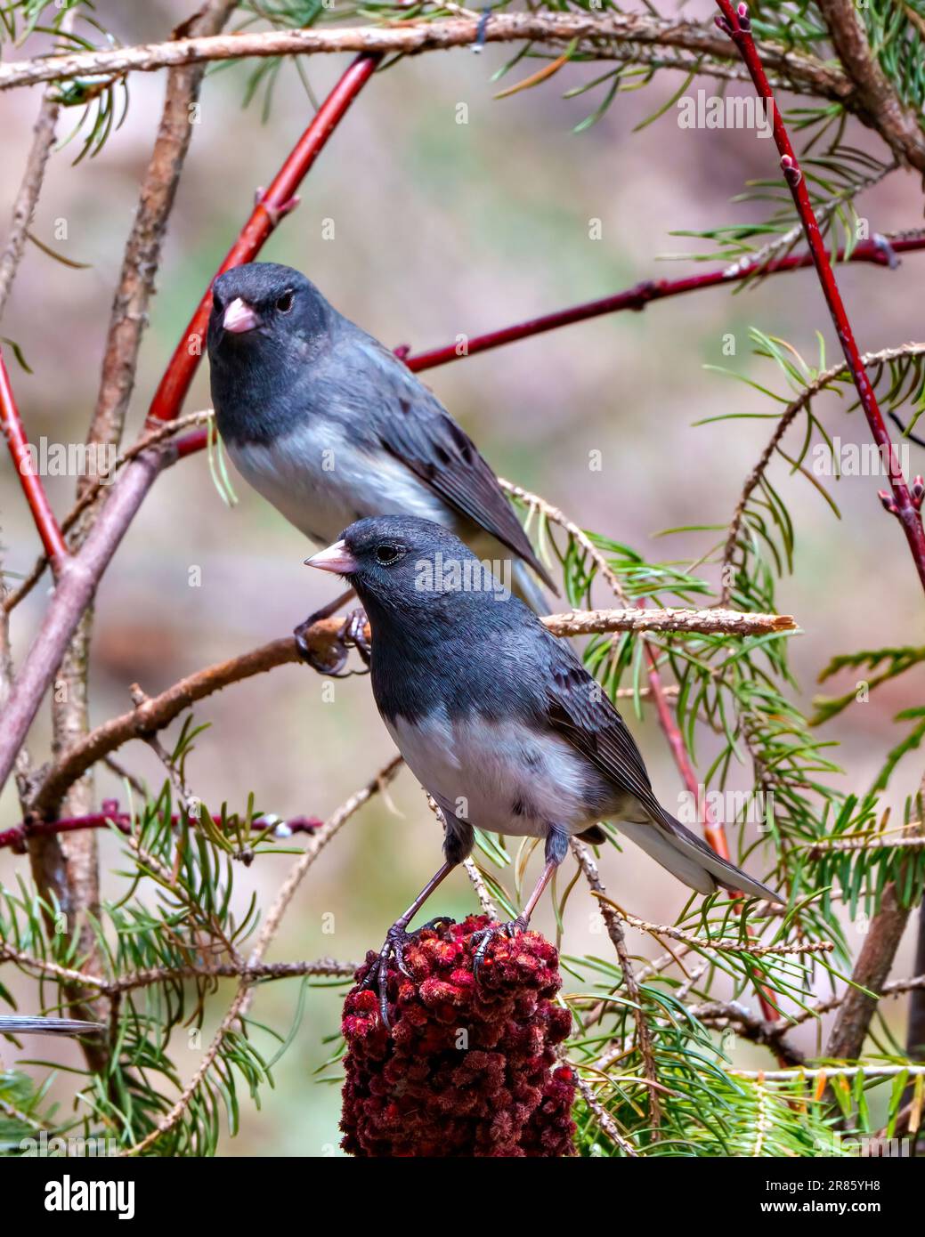 Junco couple close-up profile view perched on a red stag horn sumac plant with a beautiful coloured background in their environment and habitat. Stock Photo