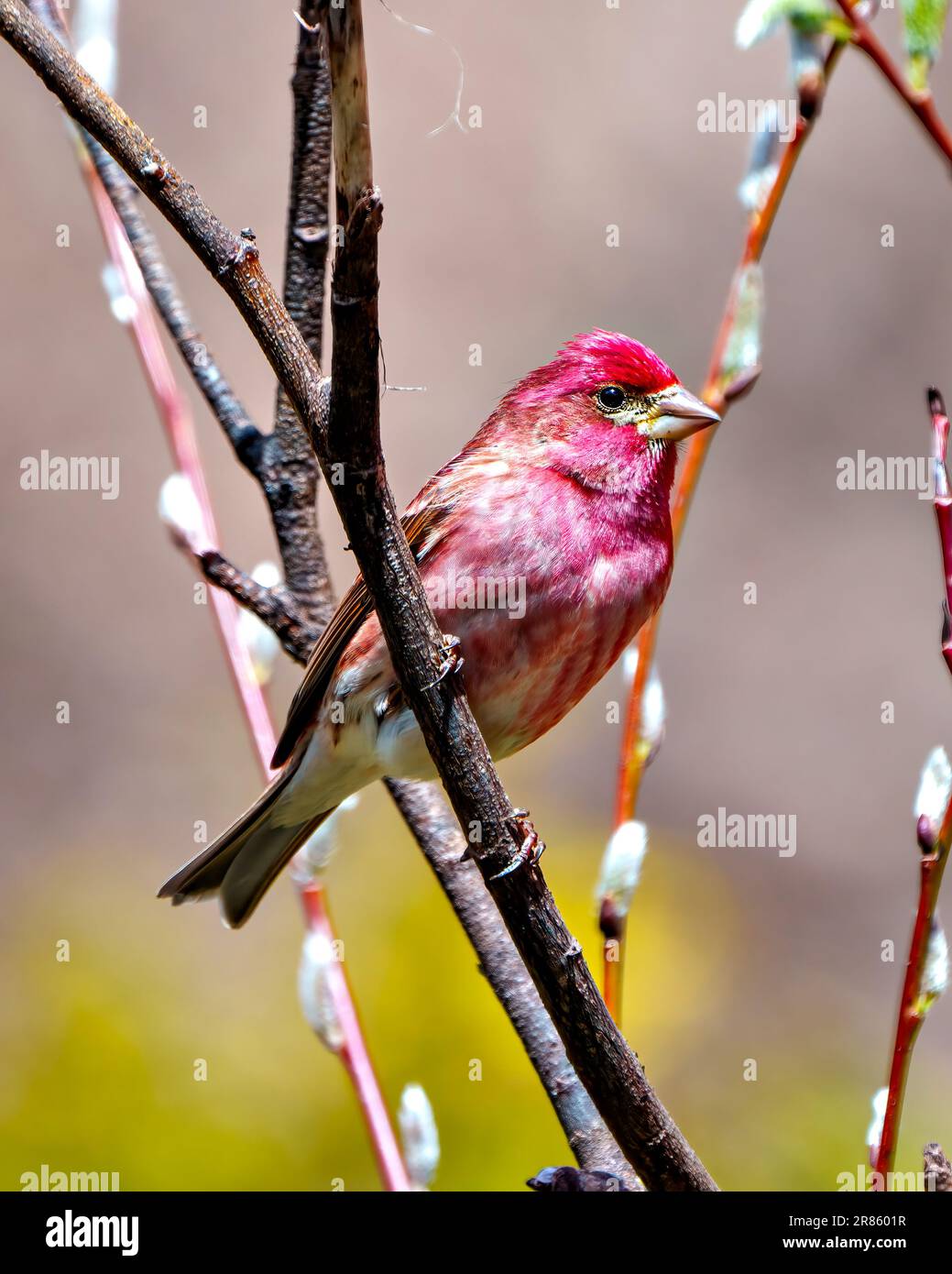 Finch male close-up side view, perched on a leaf shoot background in its environment and habitat surrounding. Purple Finch Picture. Stock Photo
