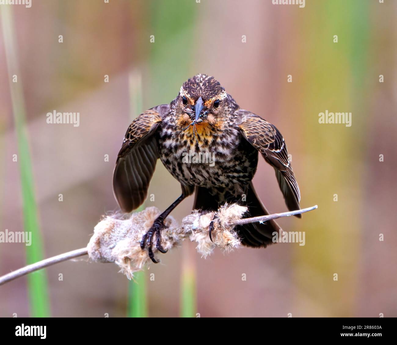 Insect in marsh habitat hi-res stock photography and images - Alamy
